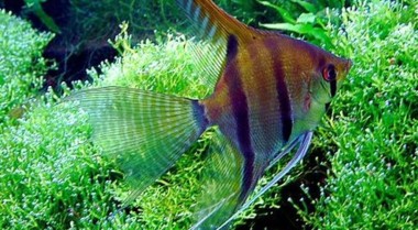 你的水族箱可能不像你想象的那么和平