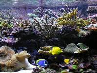 海水水族箱每升水需要多少盐？