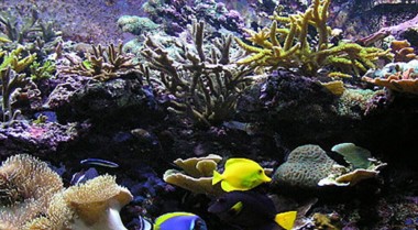 海水水族箱每升水需要多少盐？