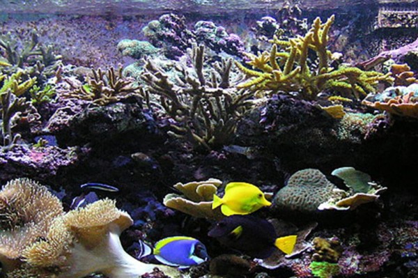 海水水族箱每升水需要多少盐？