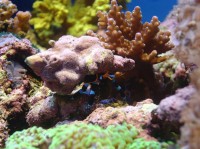 海水水族箱中的寄居蟹