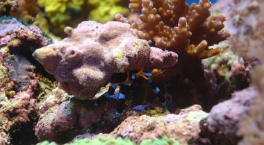 海水水族箱中的寄居蟹