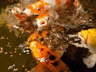 如何为池塘做冬季防护