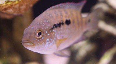 鱼缸开缸养水过程如何让鱼类产生应激