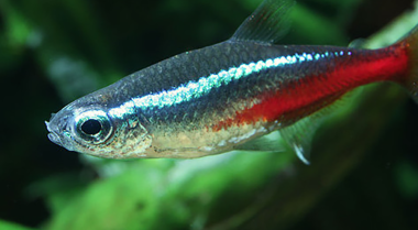 八种最佳热带鱼，以及五种需谨慎添加的鱼