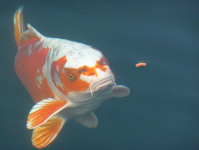 池塘鱼食选购指南