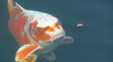池塘鱼食选购指南