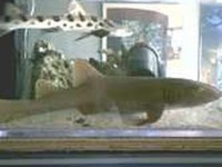 不建议新手饲养（有时甚至连有经验的玩家都需谨慎对待）的海水生物品种