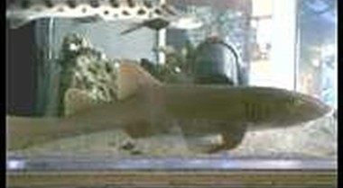 不建议新手饲养（有时甚至连有经验的玩家都需谨慎对待）的海水生物品种