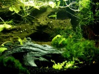 水族箱造景：水族箱趋势