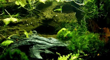 水族箱造景：水族箱趋势