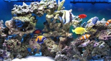 海水水族箱禁忌事项