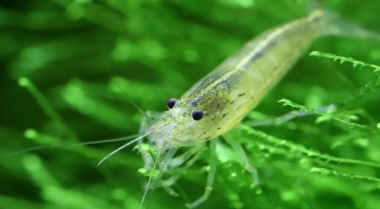 最佳鱼缸清洁团队