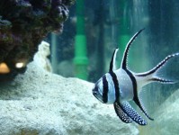 人工繁殖海水鱼的热门推荐