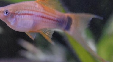 新手淡水水族爱好者常见问题解答