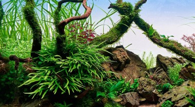 水族造景：淡水鱼缸造景设计