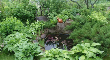 如何打造野生物池塘