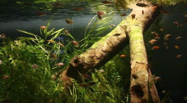 十大最不适合混养的鱼类