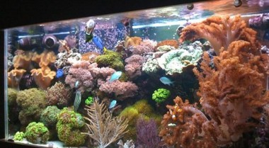海水和珊瑚礁水族箱开缸