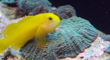 趋势：海水水族箱中的艳丽物种