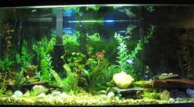 每个水族饲养者都可以避免的三个问题