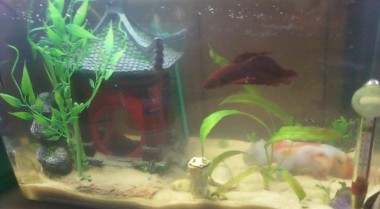 两种斗鱼的繁殖