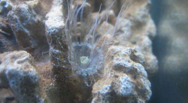 清除珊瑚礁水族箱中的垃圾海葵