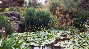 如何自然去除池塘中的绿藻