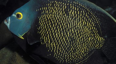 如何饲养海水神仙鱼