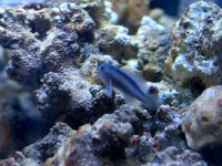 珊瑚礁水族箱中的海参