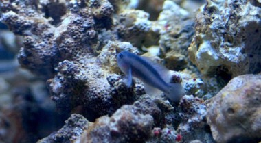 珊瑚礁水族箱中的海参