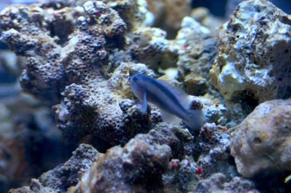 珊瑚礁水族箱中的海参