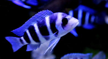 什么导致鱼缸中pH值过高？