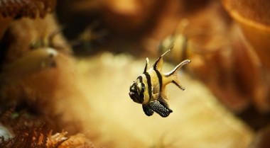 海水水族箱鱼类营养需求