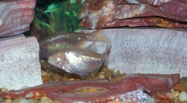 物种档案：盲穴脂鲤