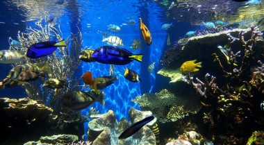 如何治疗珊瑚缸中的白点病