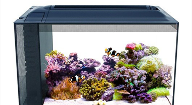 如何设置纳米珊瑚缸