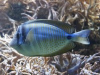 海水水族箱与淡水水族箱对比