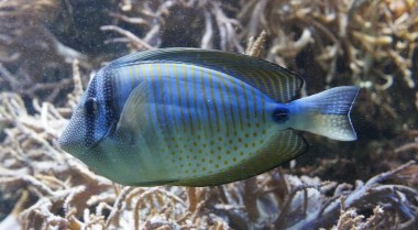 海水水族箱与淡水水族箱对比