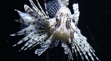 新闻：狮子鱼在大西洋泛滥成灾