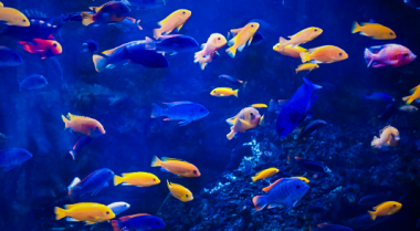 如何为热带鱼设置水族箱