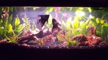 水族箱鱼类便秘/消化不良