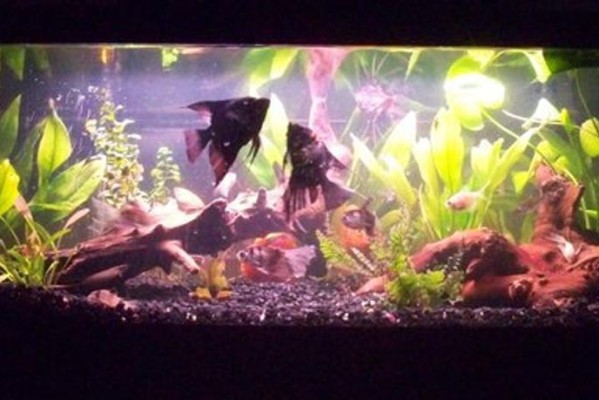 水族箱鱼类便秘/消化不良