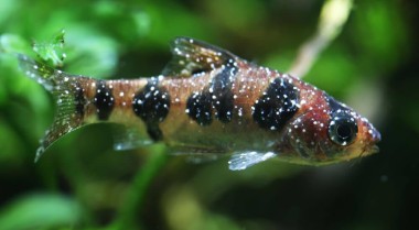 如何治疗病鱼 - 新手指南