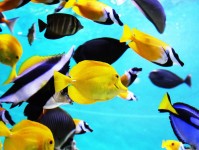 海水神仙鱼的挑选与护理