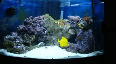 海水水族箱中如何应对海水小瓜虫病