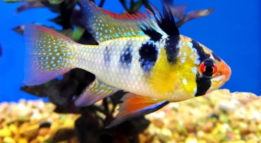 10种最佳矮慈鲷适合你的水族箱