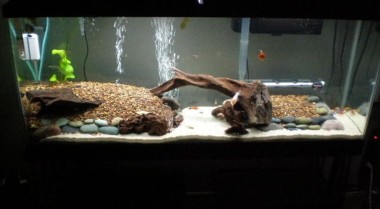 热带鱼缸全攻略