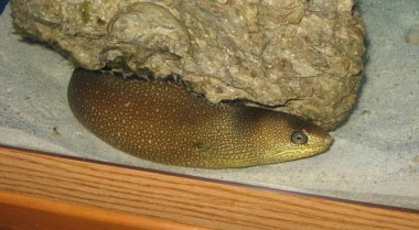 在海水水族箱中饲养海鳝