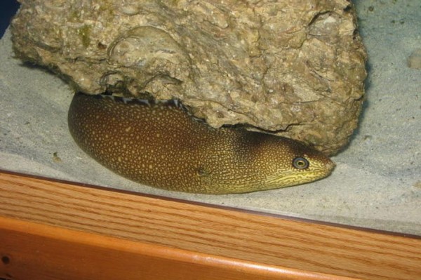 在海水水族箱中饲养海鳝